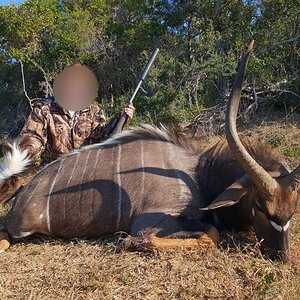 South Africa Hunting Nyala