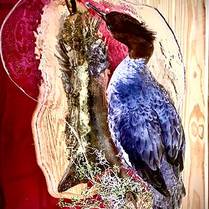 Merganser Full Mount Taxidermy