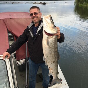 Sheefish Fishing Alaska USA