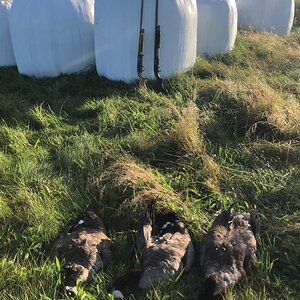 Canada Hunt Goose