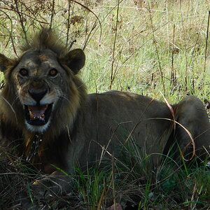 Old Lion spotted while looking for Buffalo