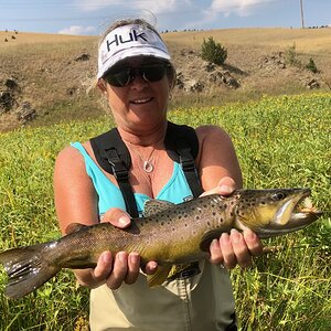 Fly Fishing Brown Trout Montana USA