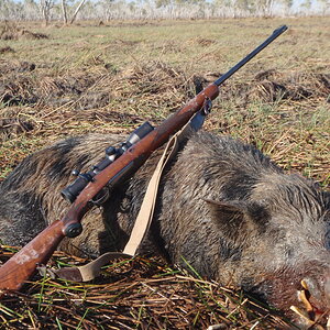 Australia Hunting Boar