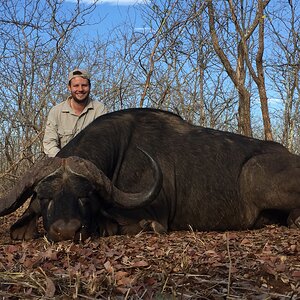 Zimbabwe Hunt Cape Buffalo