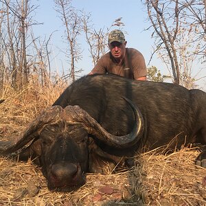 Buffalo Hunting Zimbabwe