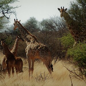 Giraffe in Kgalagadi National Park South Africa