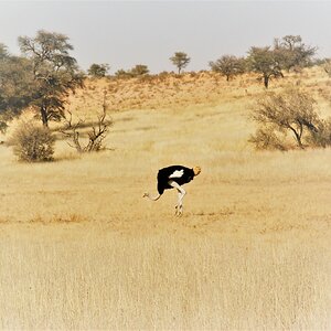 Ostrich in Kgalagadi National Park South Africa