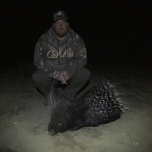 African Porcupine Hunt