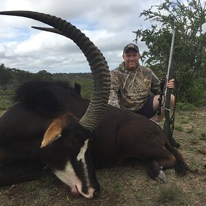 Sable Antelope Hunt South Africa