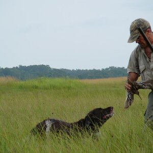 Hunt Snipe in Gabon