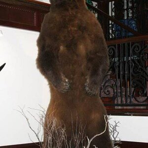 Brown Bear Full Mount Taxidermy