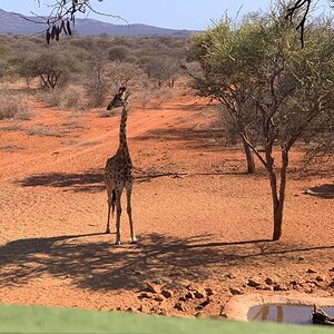 View of Giraffe from Hunting blind