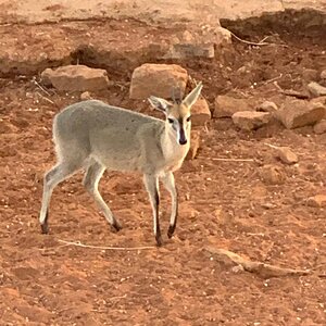 View of Duiker from Hunting blind