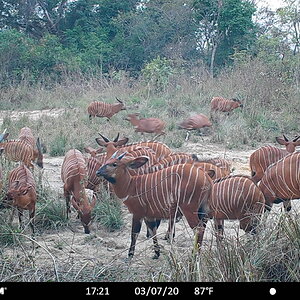 Bongo group