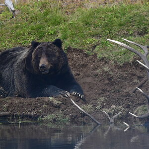 Grizzly takes down bull Elk Yellowstone USA