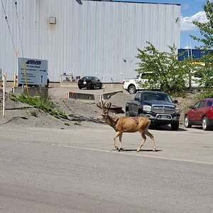 Mule Deer hanging around near Cranbrook British Columbia