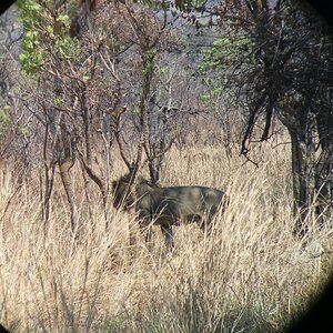 Lion through the scope