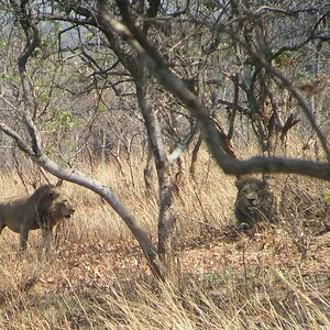 Lions Zimbabwe