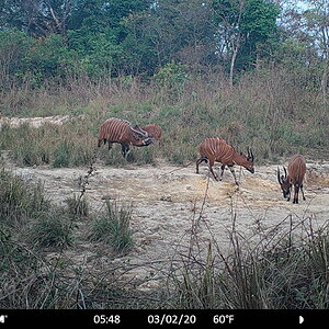 Bongo group