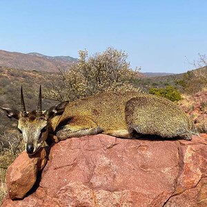 Klipspringer Hunt South Africa