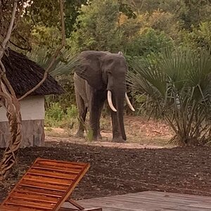 Elephants Zambia