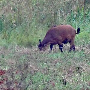 African Forest Buffalo in Congo