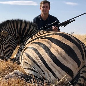 Burchell's Plain Zebra Hunting South Africa