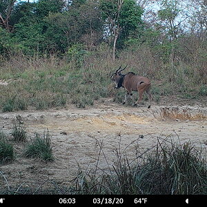 Giant eland