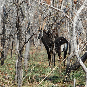 Sable in Tanzania