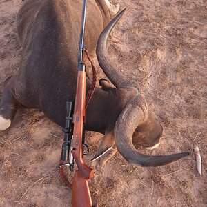 Hunting Banteng in Australia