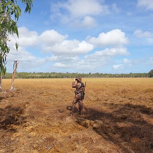 Australia Hunt Banteng