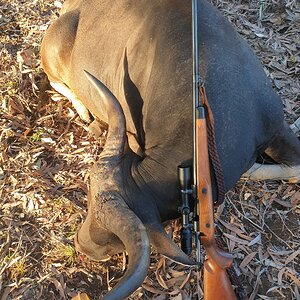 Australia Hunt Banteng