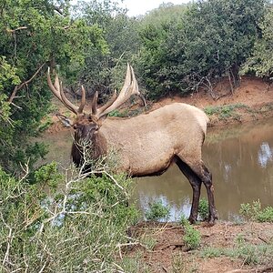 Elk Texas USA