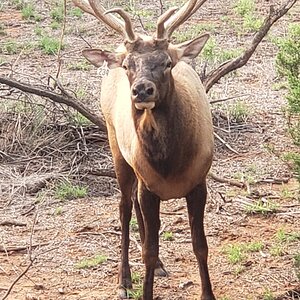 Elk Texas USA