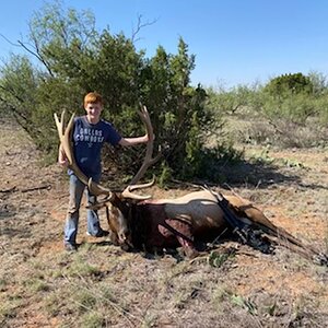 Elk Hunt Texas USA