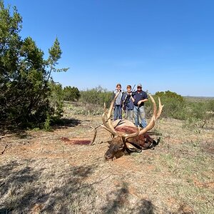 Hunting Elk in Texas USA