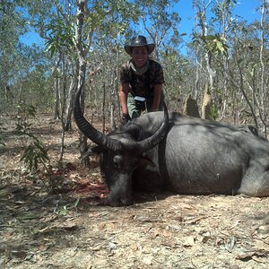 Asiatic Water Buffalo Hunting Australia