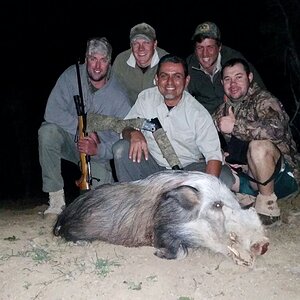 South Africa Hunting Bushpig