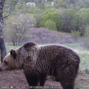 Croatia Europe Trail Cam Pictures Bear