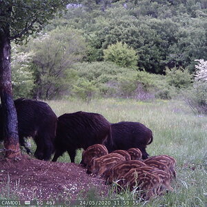 Trail Cam Pictures of Pig Family in Croatia Europe