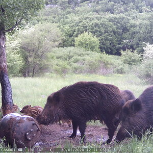 Pig Family Trail Cam Pictures Croatia Europe