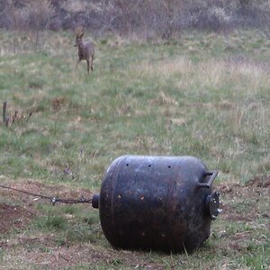 Croatia Europe Trail Cam Pictures Roe Deer