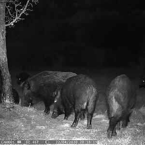 Trail Cam Pictures of Pigs in Croatia Europe