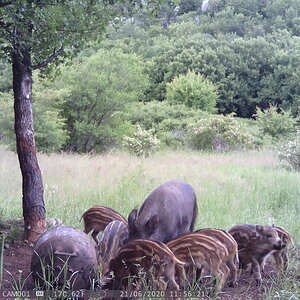 Pig Family Trail Cam Pictures Croatia Europe