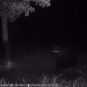 Bear Trail Cam Pictures Croatia Europe