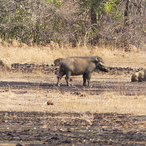 Young Giant Forest Hog