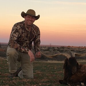 Hunt Catalina Goat in Texas USA