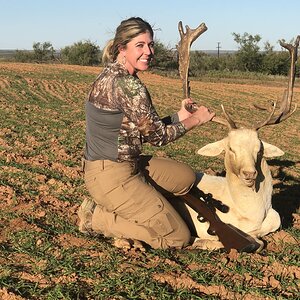 Texas USA Hunt White Fallow Deer