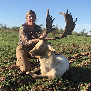 White Fallow Deer Hunting Texas USA