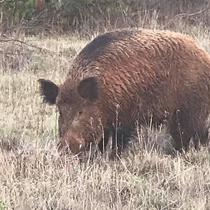 Eurasian Boar Texas USA